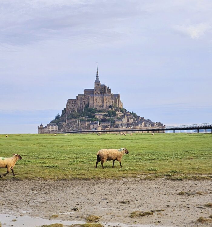 Sheep outside the Mont St. Michel